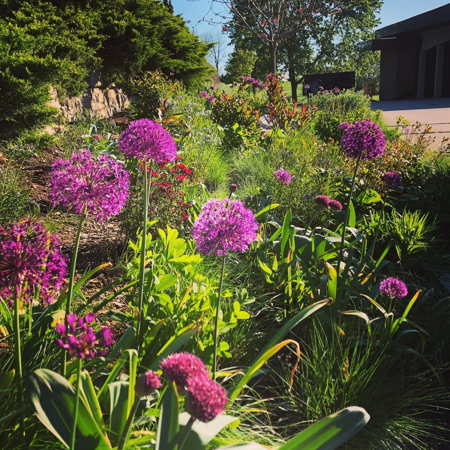 Allium rising through a spring perennial border