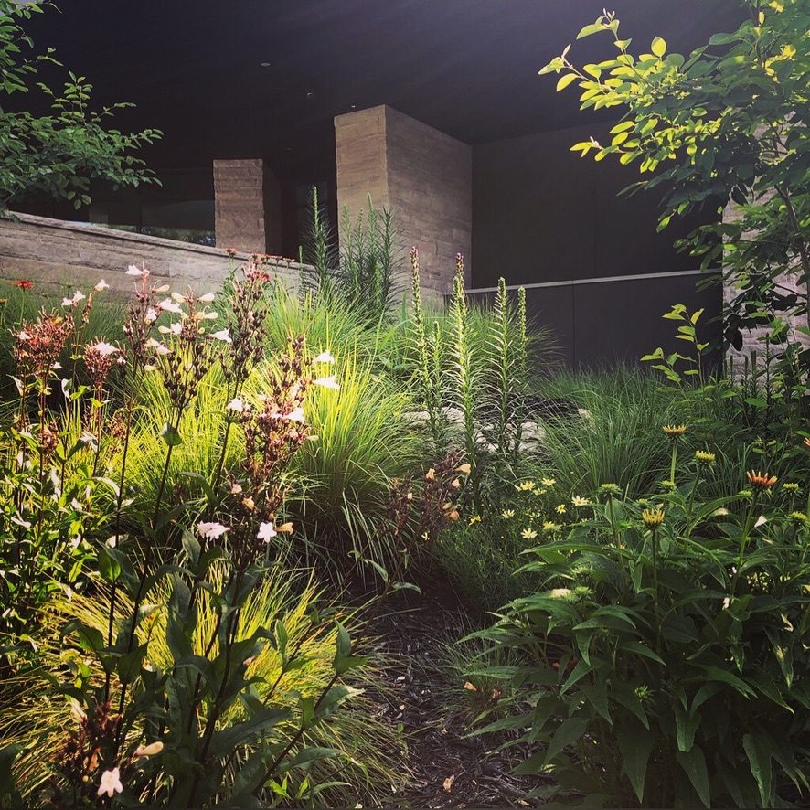 Golden-hour light through layered grasses and perennials