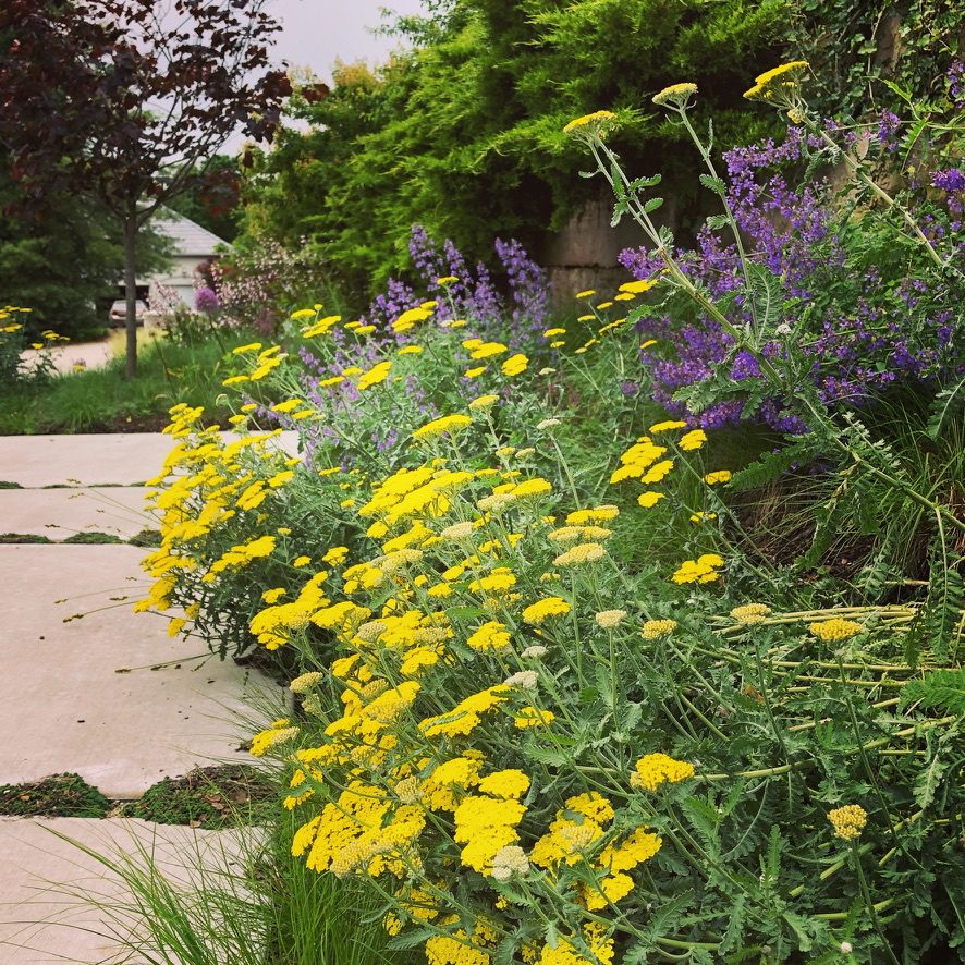 Yarrow and catmint spilling over stone steppers